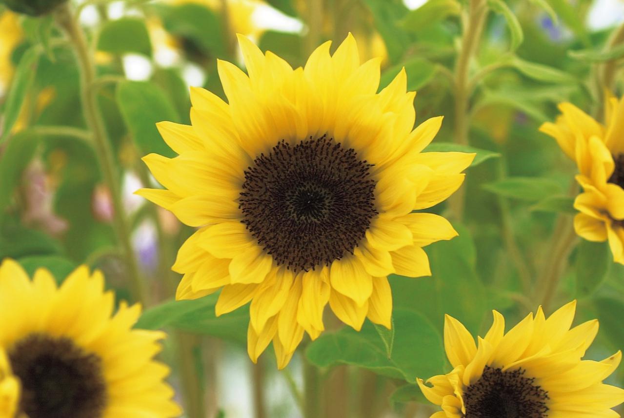 7月の誕生花と花言葉一覧【366日の誕生花と幸せの花言葉】（画像8）