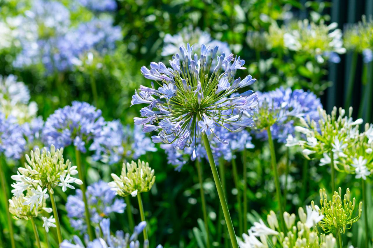 6月19日の花とは？【366日の誕生花と幸せの花言葉】