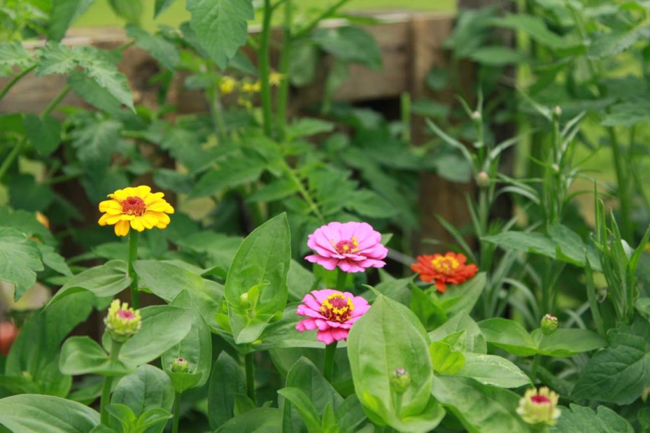 【ガーデニング】初心者でも育てやすい「コンパニオンプランツ」8選　植物の力で病害虫を防ごう！（画像9）