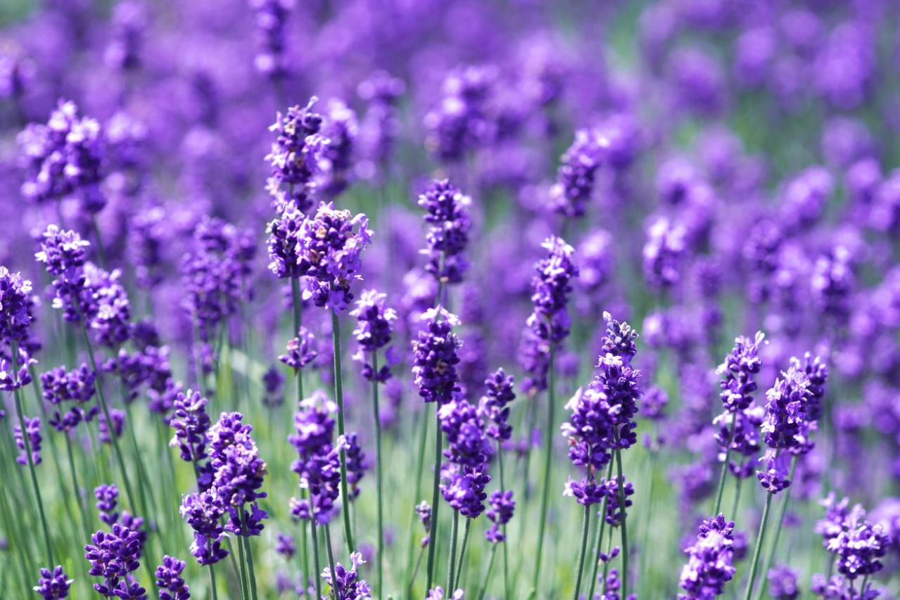 7月の誕生花と花言葉一覧【366日の誕生花と幸せの花言葉】（画像4）