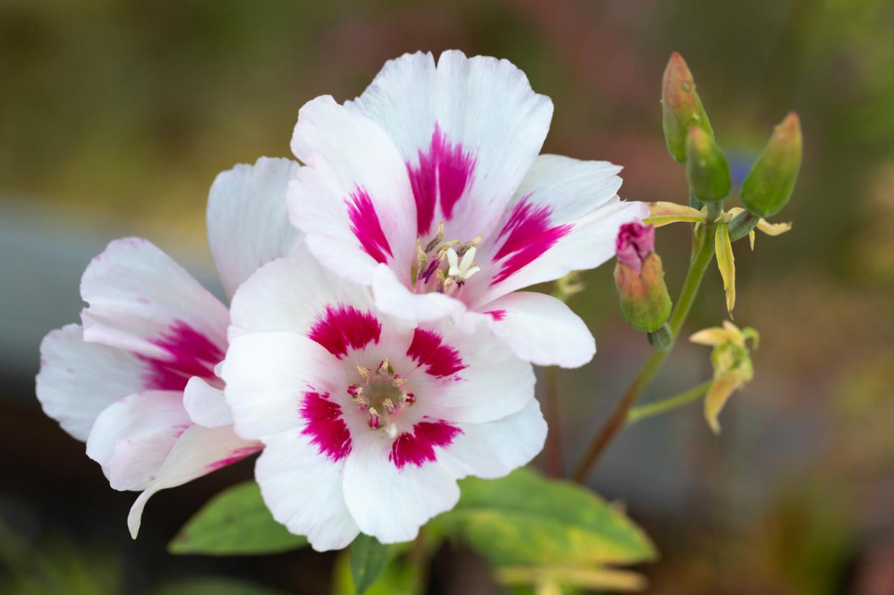 6月18日の花とは？【366日の誕生花と幸せの花言葉】