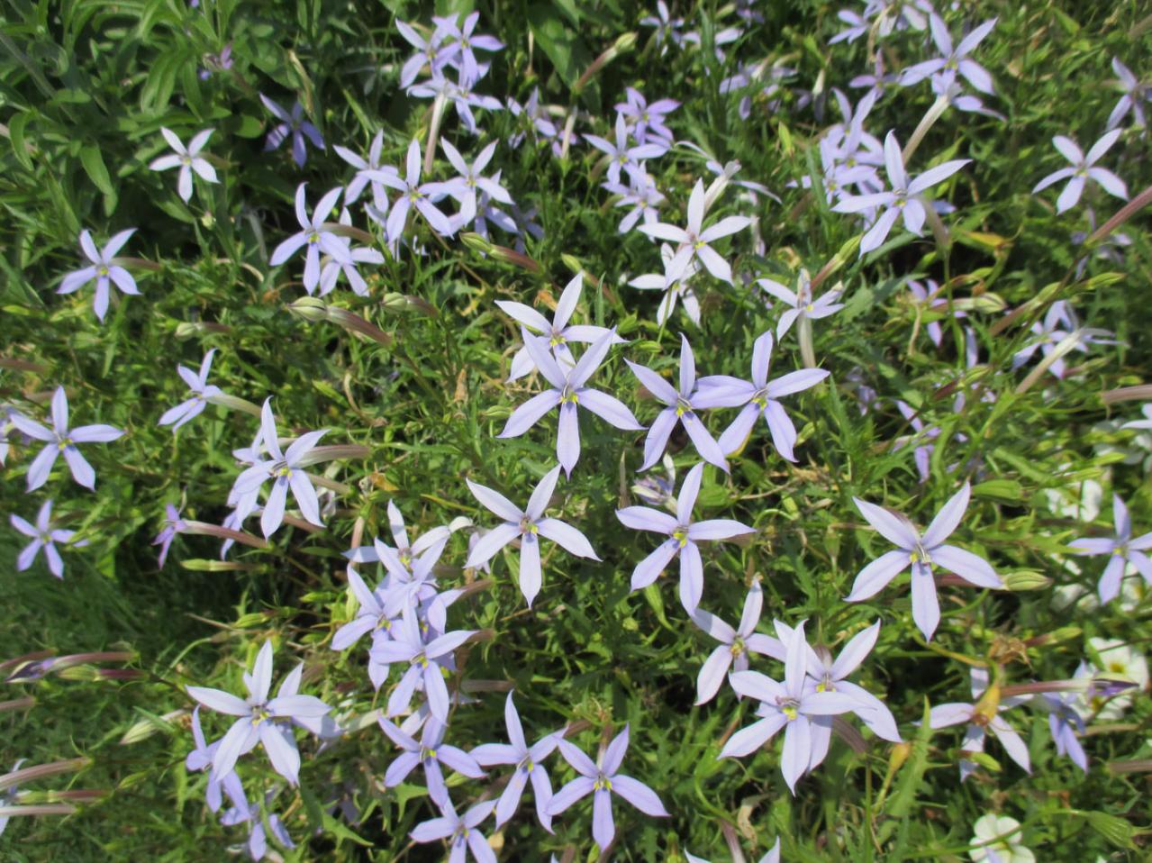 7月の誕生花と花言葉一覧【366日の誕生花と幸せの花言葉】（画像17）