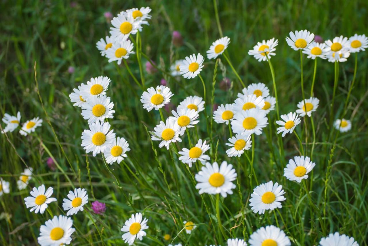 【ガーデニング】初心者でも育てやすい「コンパニオンプランツ」8選　植物の力で病害虫を防ごう！（画像10）