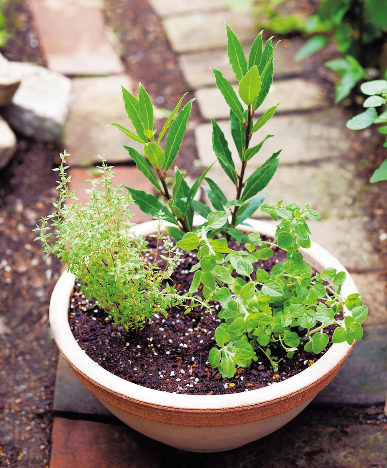 【寄せ植えガーデニング】長く育てて楽しむ！ 多年草・樹木ハーブのコンテナ（画像2）