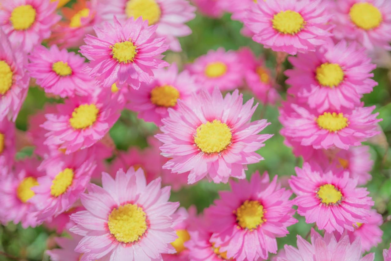 6月27日の花とは？【366日の誕生花と幸せの花言葉】