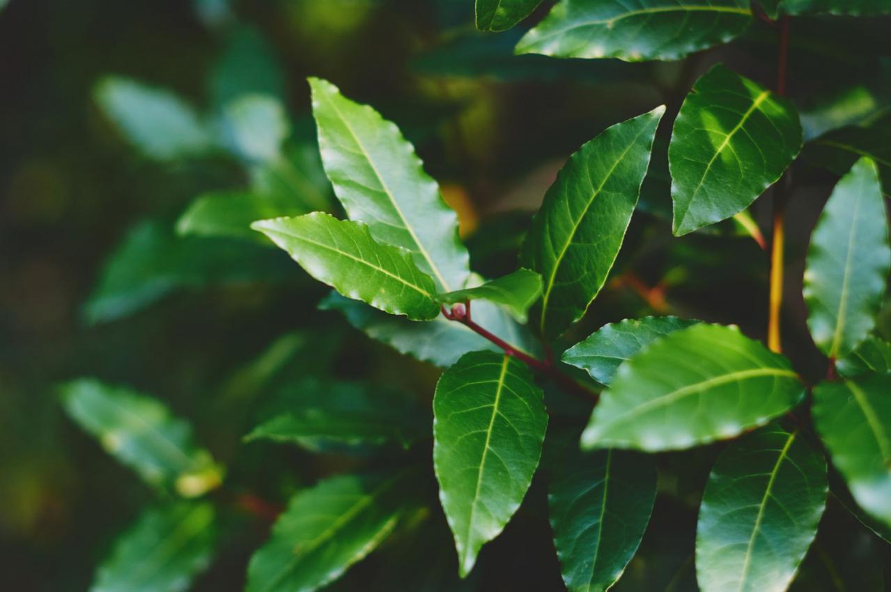 【寄せ植えガーデニング】長く育てて楽しむ！ 多年草・樹木ハーブのコンテナ（画像6）