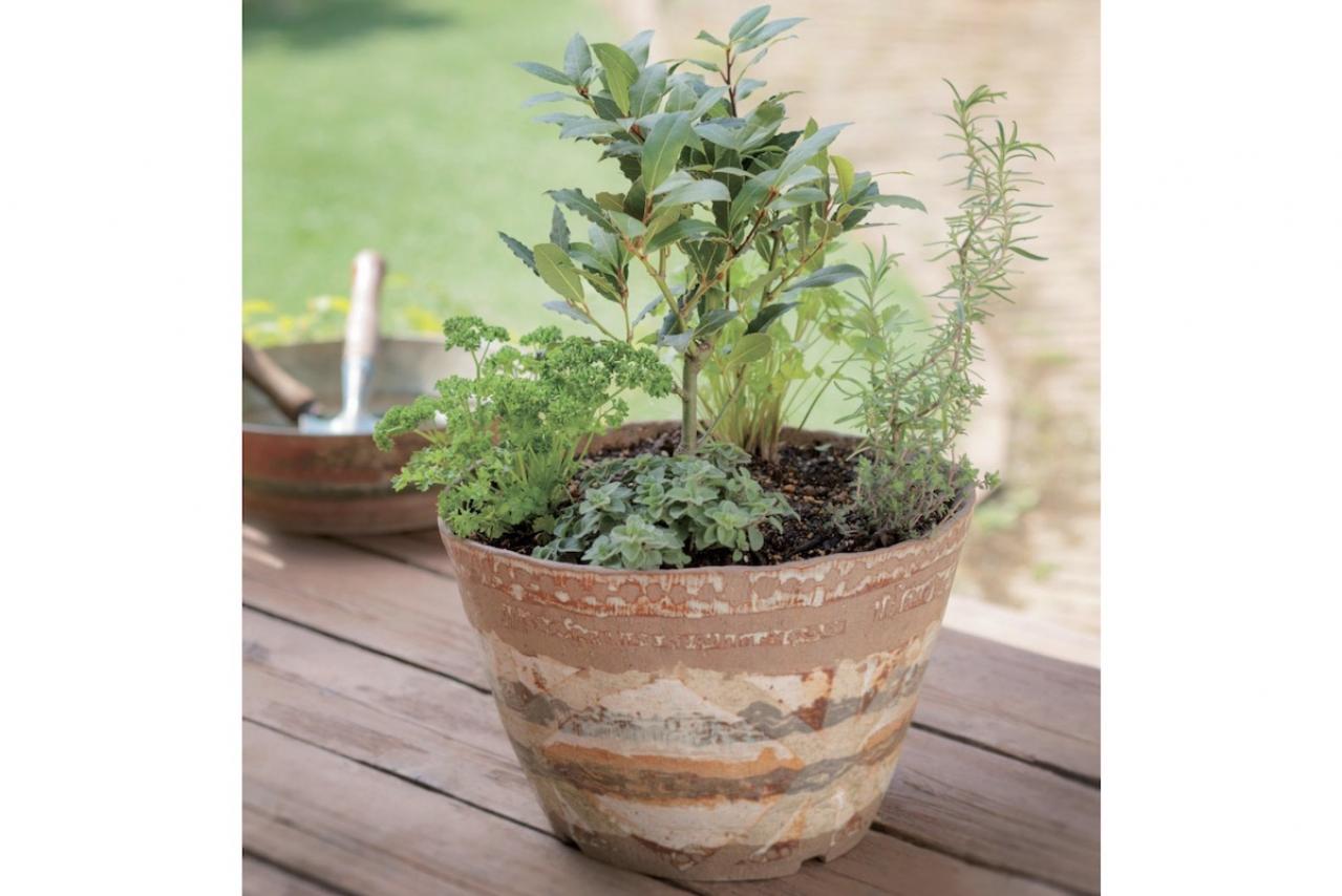 【寄せ植えガーデニング】長く育てて楽しむ！ 多年草・樹木ハーブのコンテナ