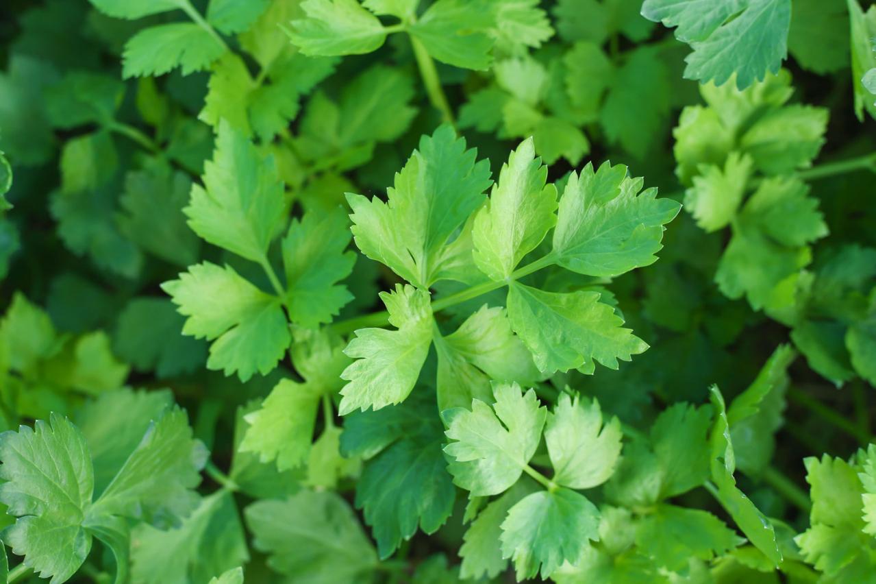 【寄せ植えガーデニング】長く育てて楽しむ！ 多年草・樹木ハーブのコンテナ（画像9）