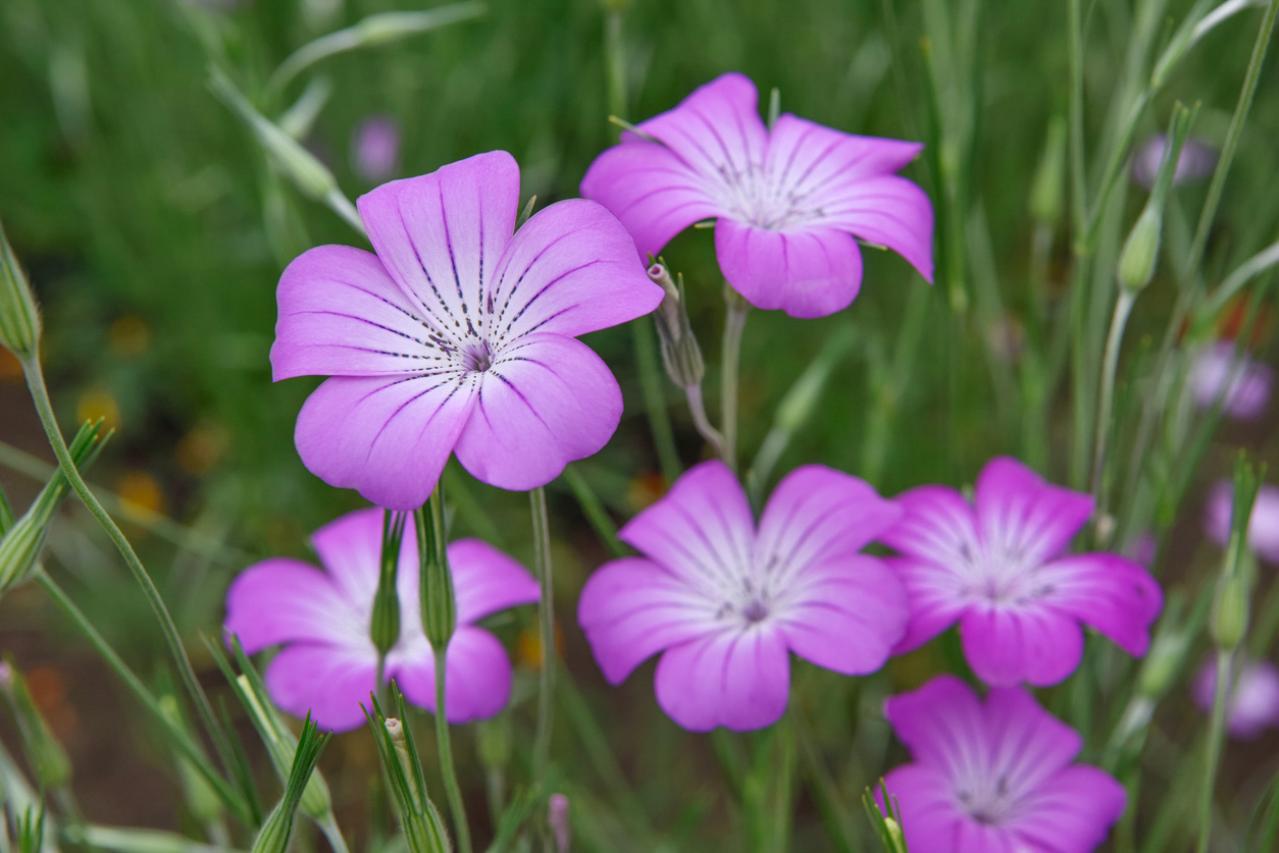 7月3日の花とは？【366日の誕生花と幸せの花言葉】