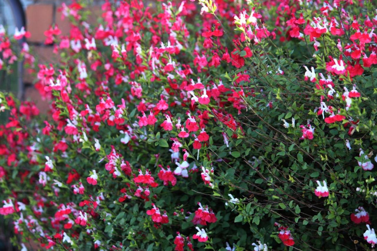 【ガーデニング】暑さに強い多年草8選で、今年の猛暑を乗り切ろう（画像7）