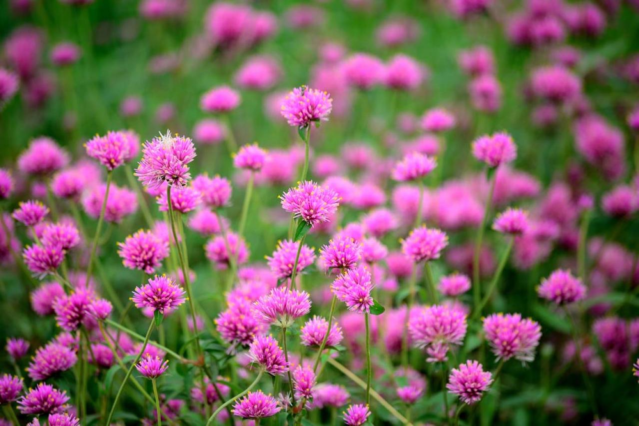 【ガーデニング】暑さに強い多年草8選で、今年の猛暑を乗り切ろう（画像3）