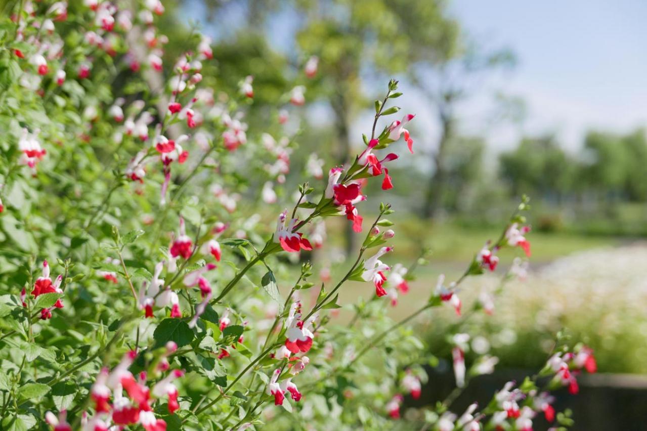 【ガーデニング】暑さに強い多年草8選で、今年の猛暑を乗り切ろう