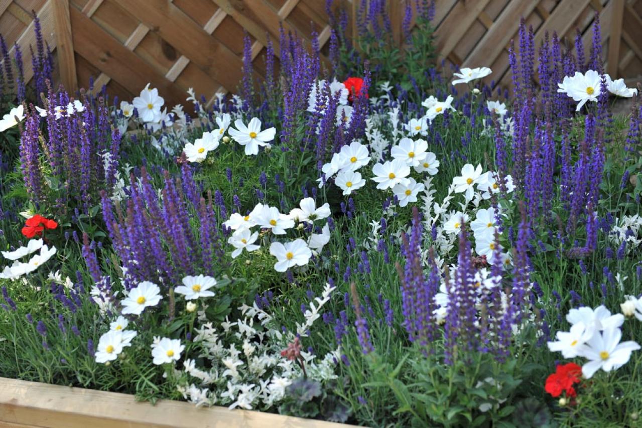 【ガーデニング】暑さに強い多年草8選で、今年の猛暑を乗り切ろう（画像10）