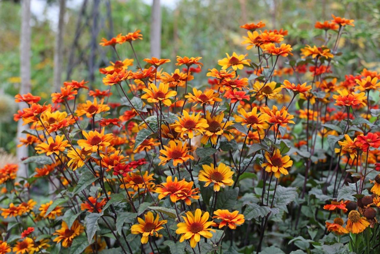 【ガーデニング】暑さに強い多年草8選で、今年の猛暑を乗り切ろう（画像6）