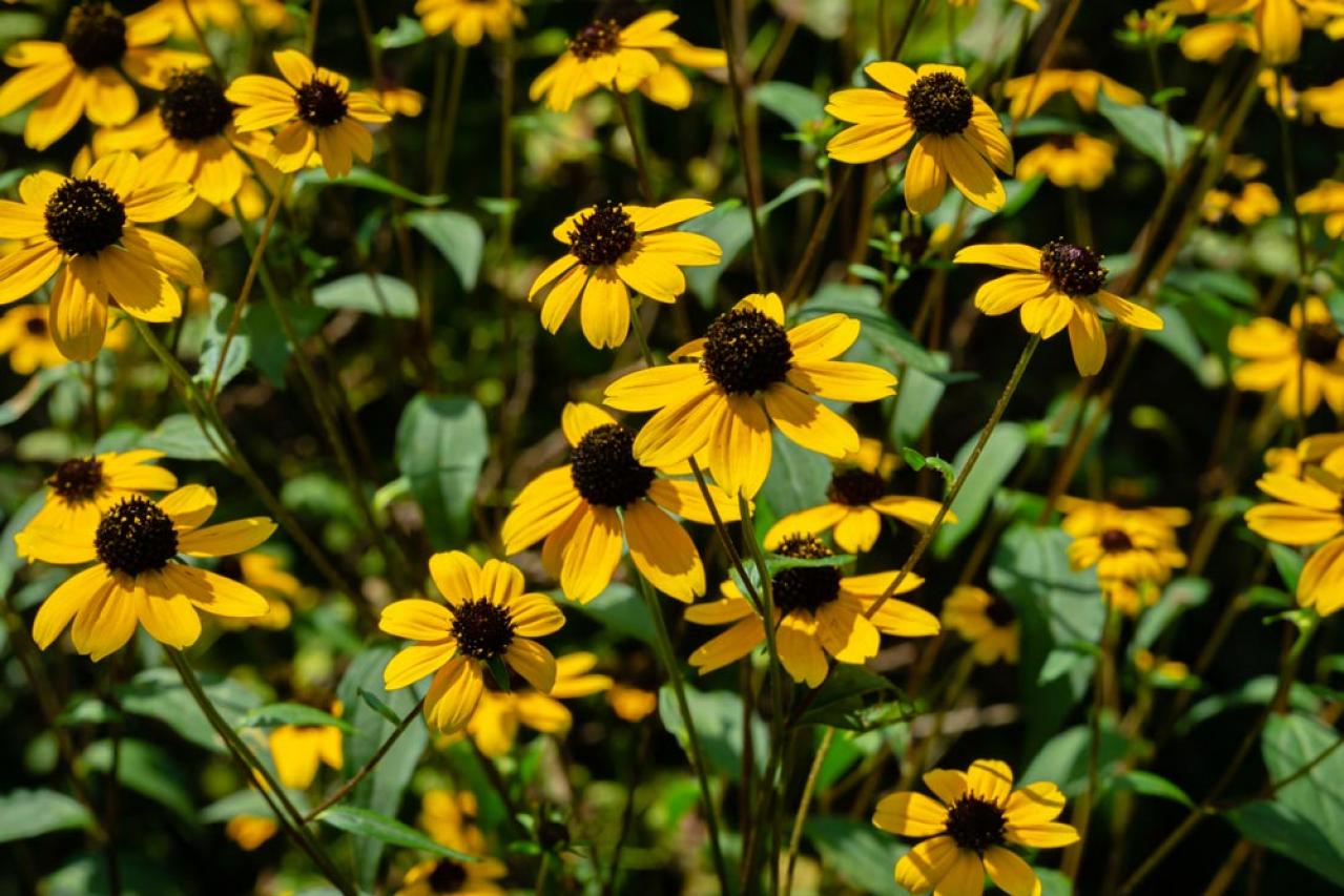 【ガーデニング】暑さに強い多年草8選で、今年の猛暑を乗り切ろう（画像4）