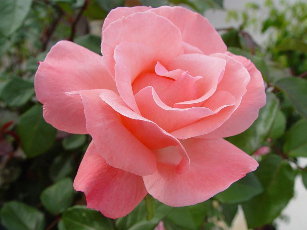 【ガーデニング】「バラの2番花」ってなに？ 2番花を上手に咲かせるコツは（画像2）