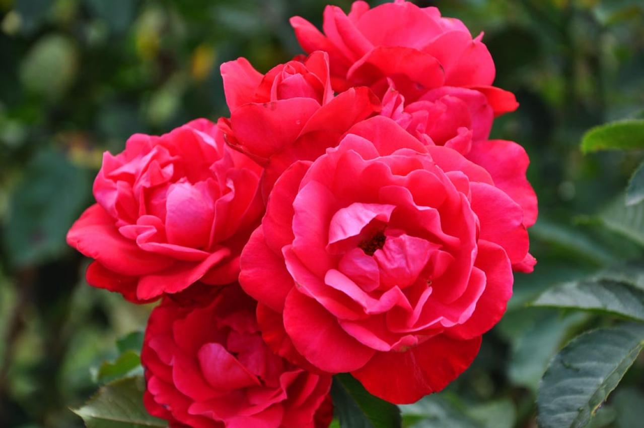 【ガーデニング】「バラの2番花」ってなに？ 2番花を上手に咲かせるコツは（画像3）