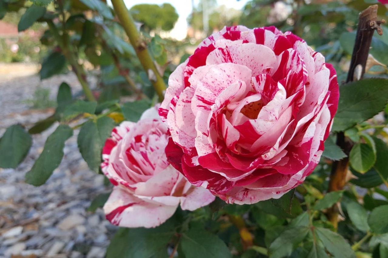 【ガーデニング】「バラの2番花」ってなに？ 2番花を上手に咲かせるコツは（画像6）