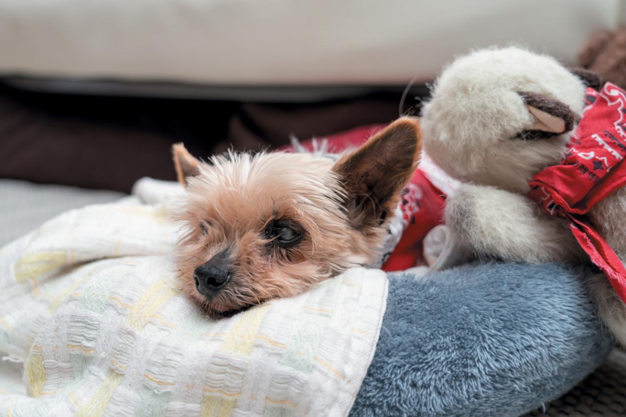 ひとり遊びが上手な70代とは？【孤独にならない生き方のコツ】料理研究家・谷島せい子さん76歳（画像3）