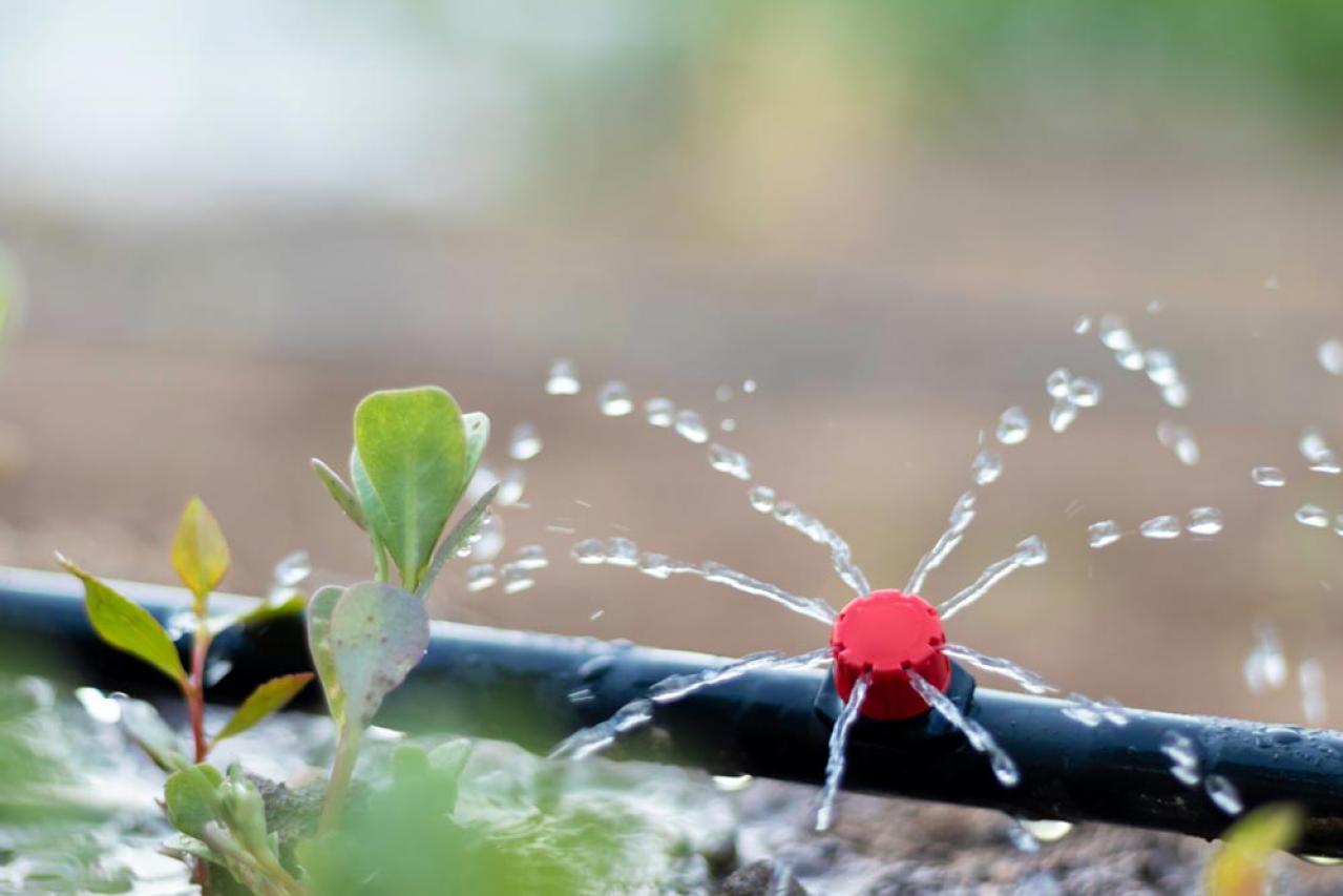 【ガーデニング】猛暑でも枯らさない！真夏の鉢植えの水やり術と水切れレスキュー法（画像4）