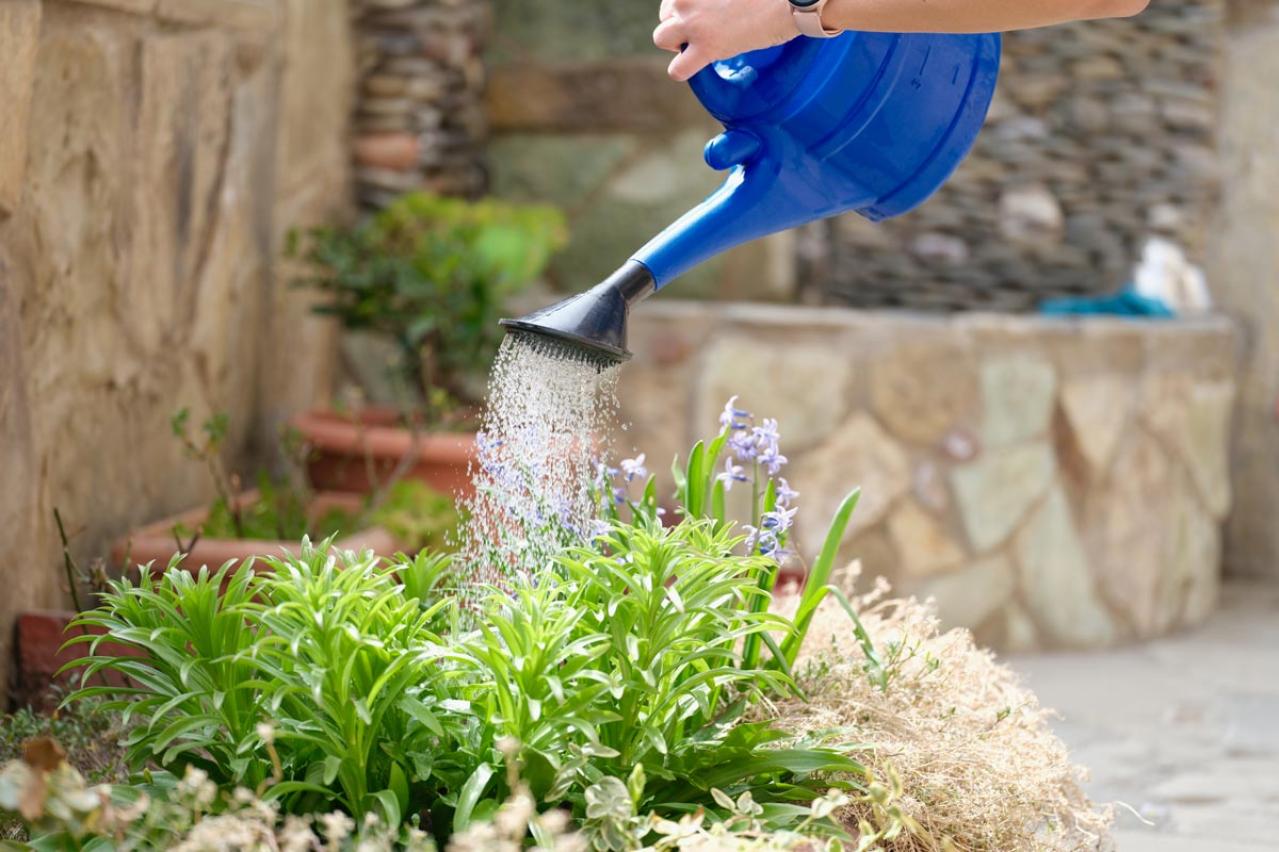 【ガーデニング】猛暑でも枯らさない！真夏の鉢植えの水やり術と水切れレスキュー法