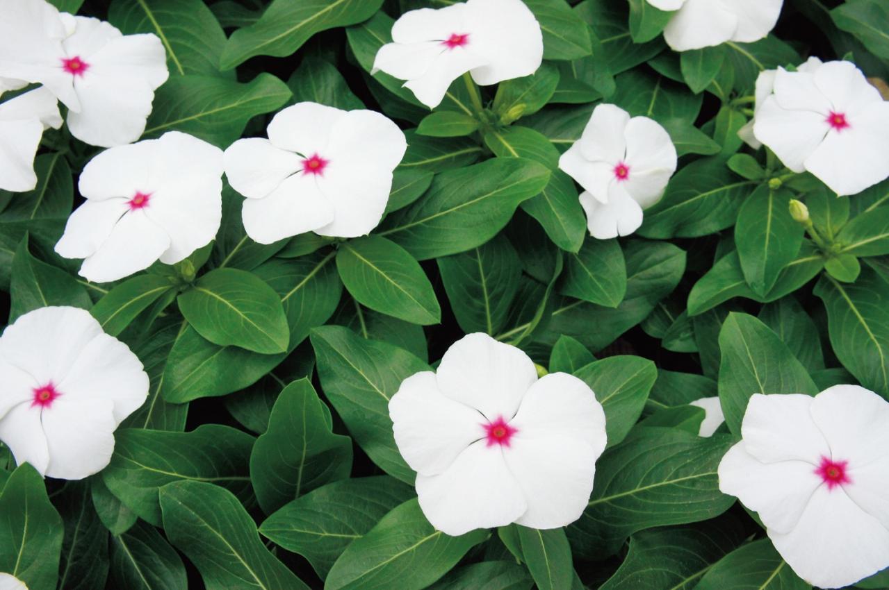 7月16日の花とは？【366日の誕生花と幸せの花言葉】