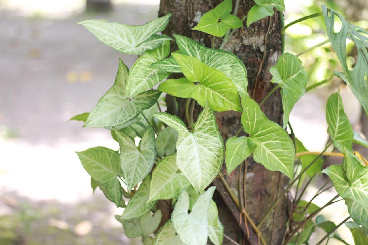 【夏の観葉植物】丈夫で育てやすい丸葉のインドアグリーン8選 水やりポイントも（画像8）