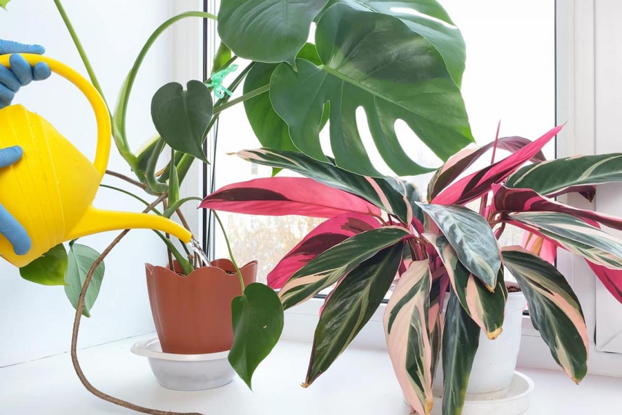 【夏の観葉植物】丈夫で育てやすい丸葉のインドアグリーン8選 水やりポイントも（画像11）