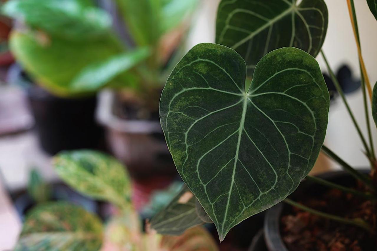 【夏の観葉植物】丈夫で育てやすい丸葉のインドアグリーン8選 水やりポイントも（画像7）