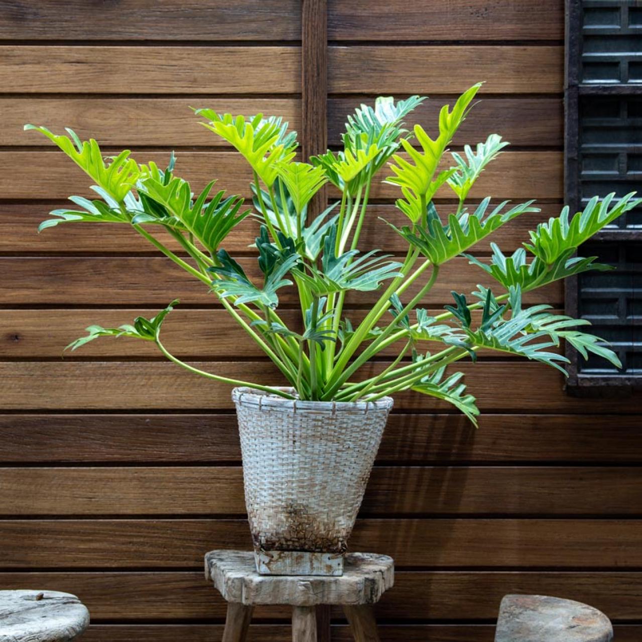 【夏の観葉植物】丈夫で育てやすい丸葉のインドアグリーン8選 水やりポイントも（画像5）