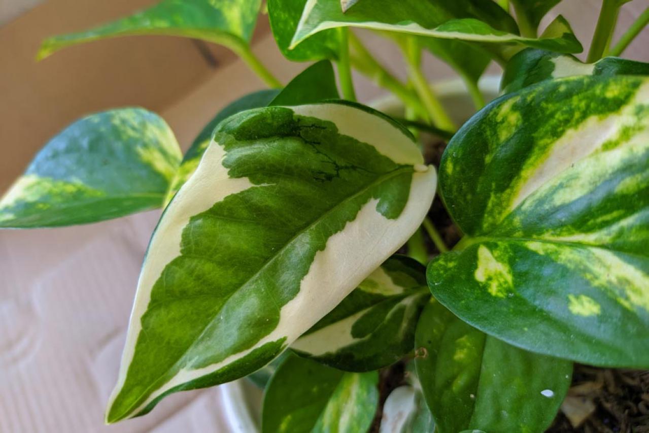 【夏の観葉植物】丈夫で育てやすい丸葉のインドアグリーン8選 水やりポイントも（画像9）