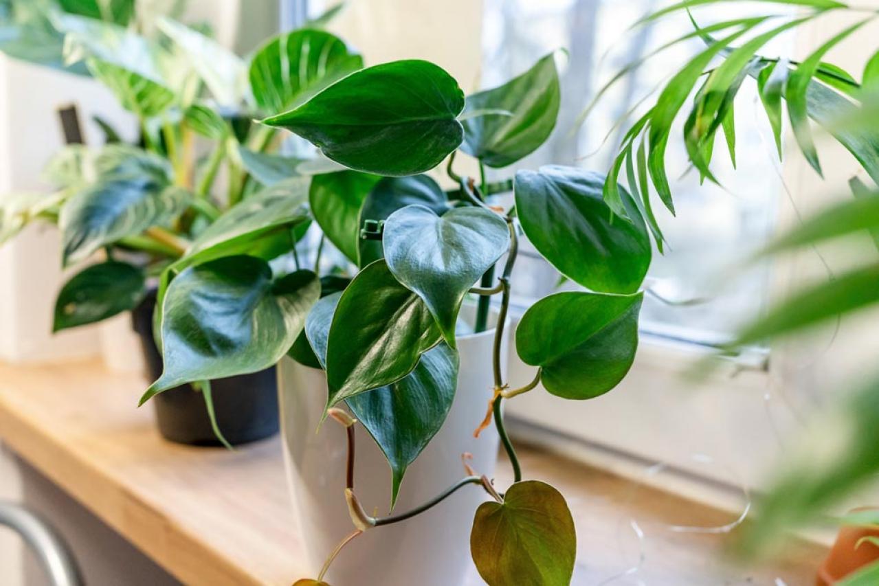 【夏の観葉植物】丈夫で育てやすい丸葉のインドアグリーン8選 水やりポイントも（画像2）