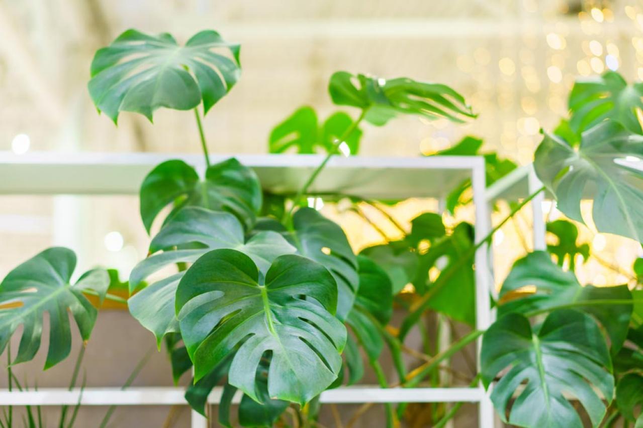 【夏の観葉植物】丈夫で育てやすい丸葉のインドアグリーン8選 水やりポイントも（画像3）