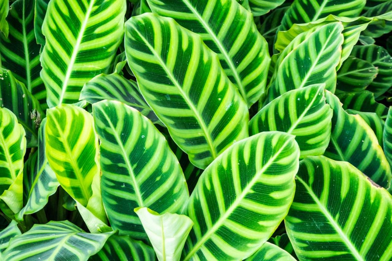 【夏の観葉植物】丈夫で育てやすい丸葉のインドアグリーン8選 水やりポイントも（画像10）