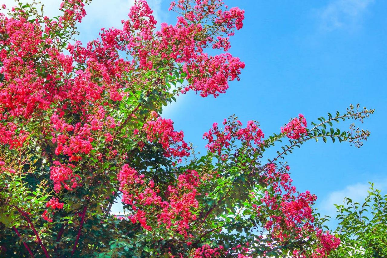 7月18日の花とは？【366日の誕生花と幸せの花言葉】