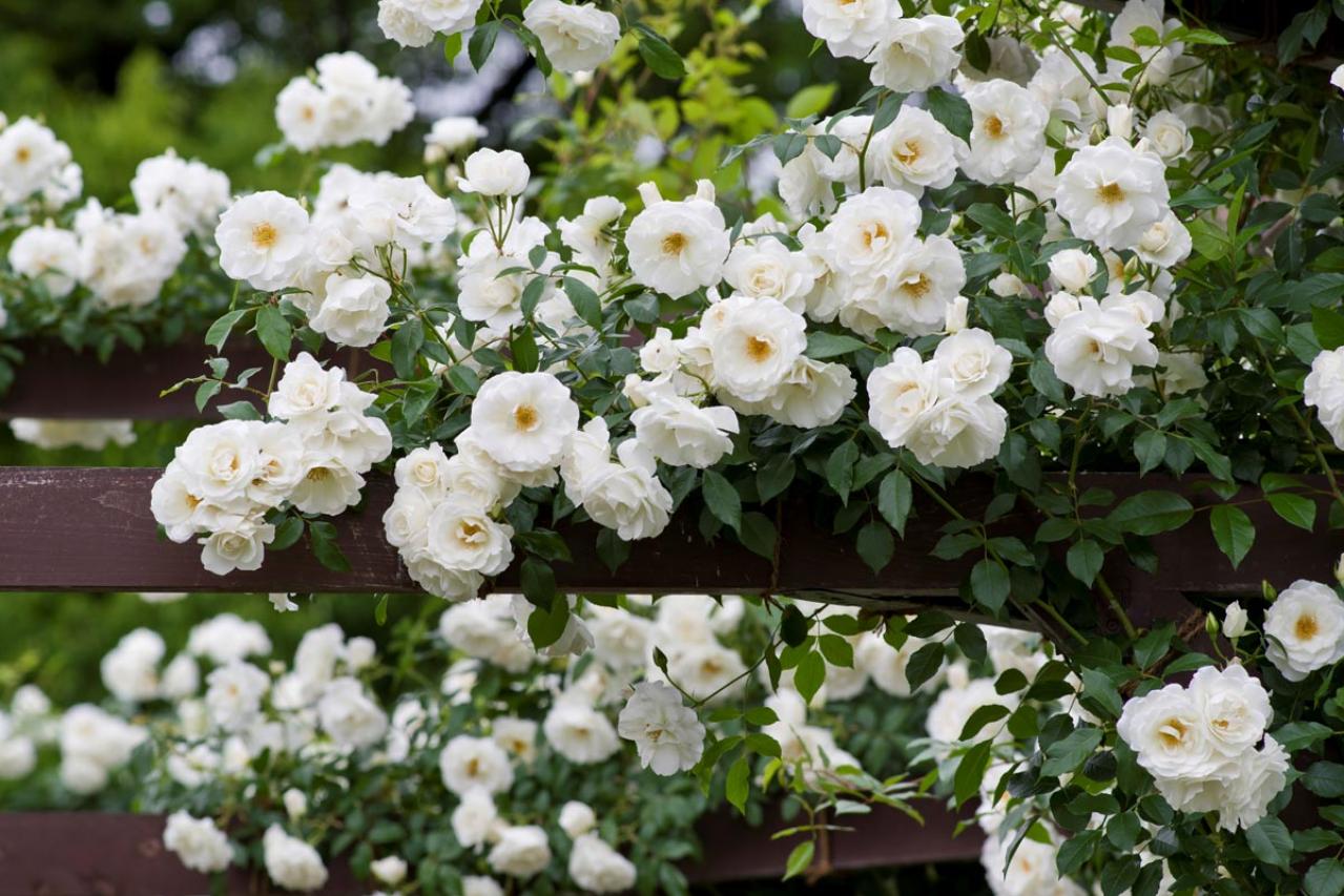 【ガーデニング】バラの害虫駆除にはコツがある！効果的な殺虫剤と駆除テクニックまとめ（画像4）