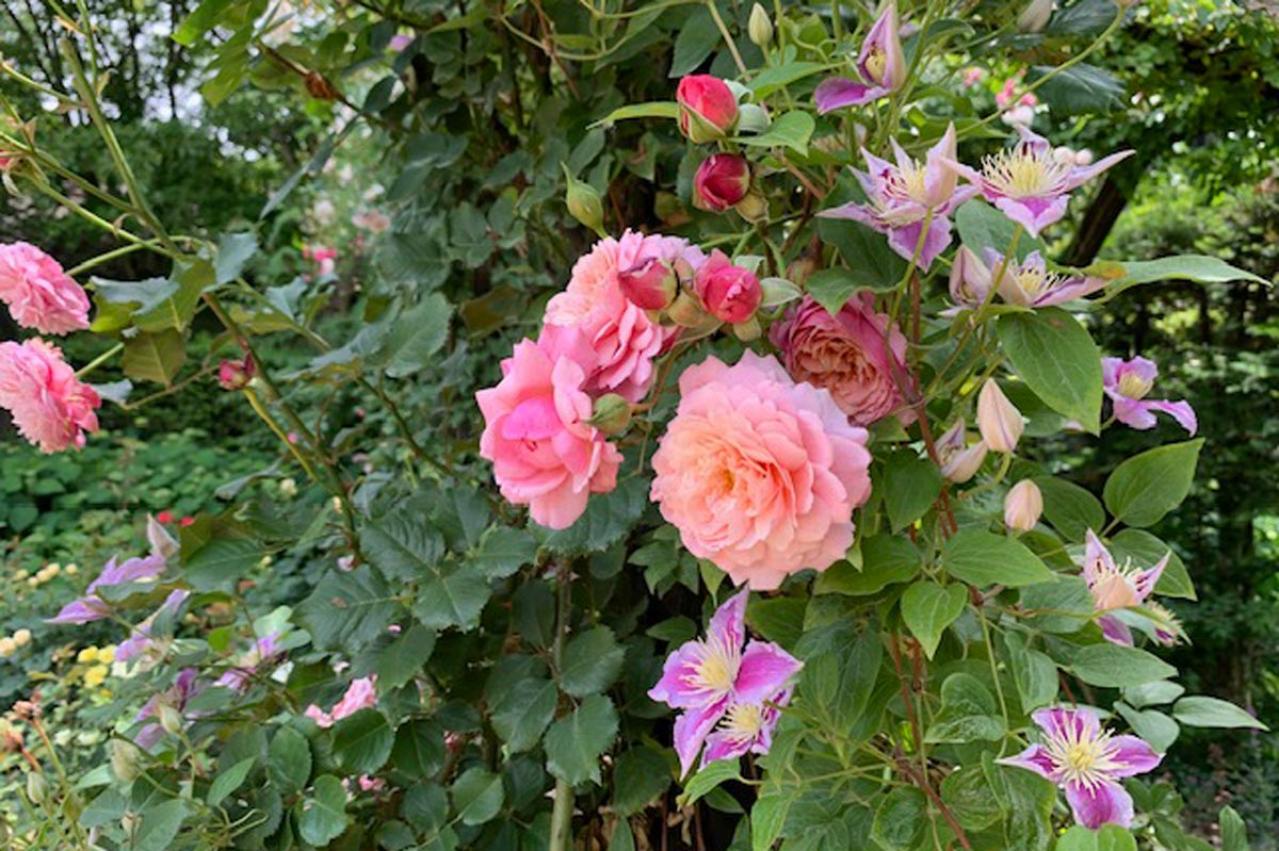 【ガーデニング】バラの害虫駆除にはコツがある！効果的な殺虫剤と駆除テクニックまとめ