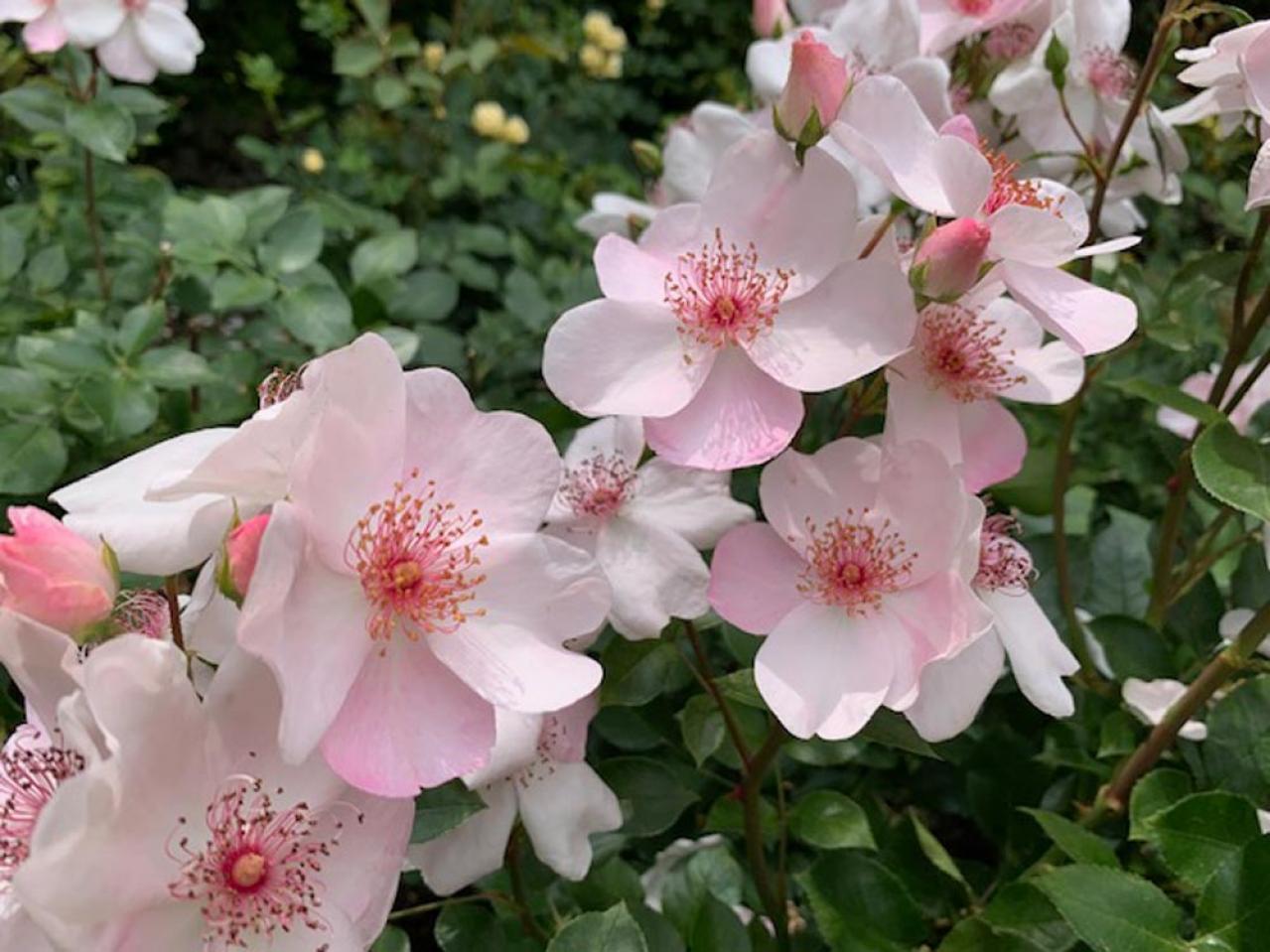 【ガーデニング】バラの害虫駆除にはコツがある！効果的な殺虫剤と駆除テクニックまとめ（画像3）