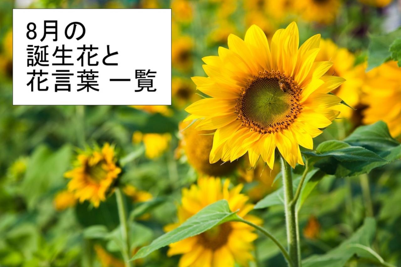 8月の誕生花と花言葉一覧【366日の誕生花と幸せの花言葉】