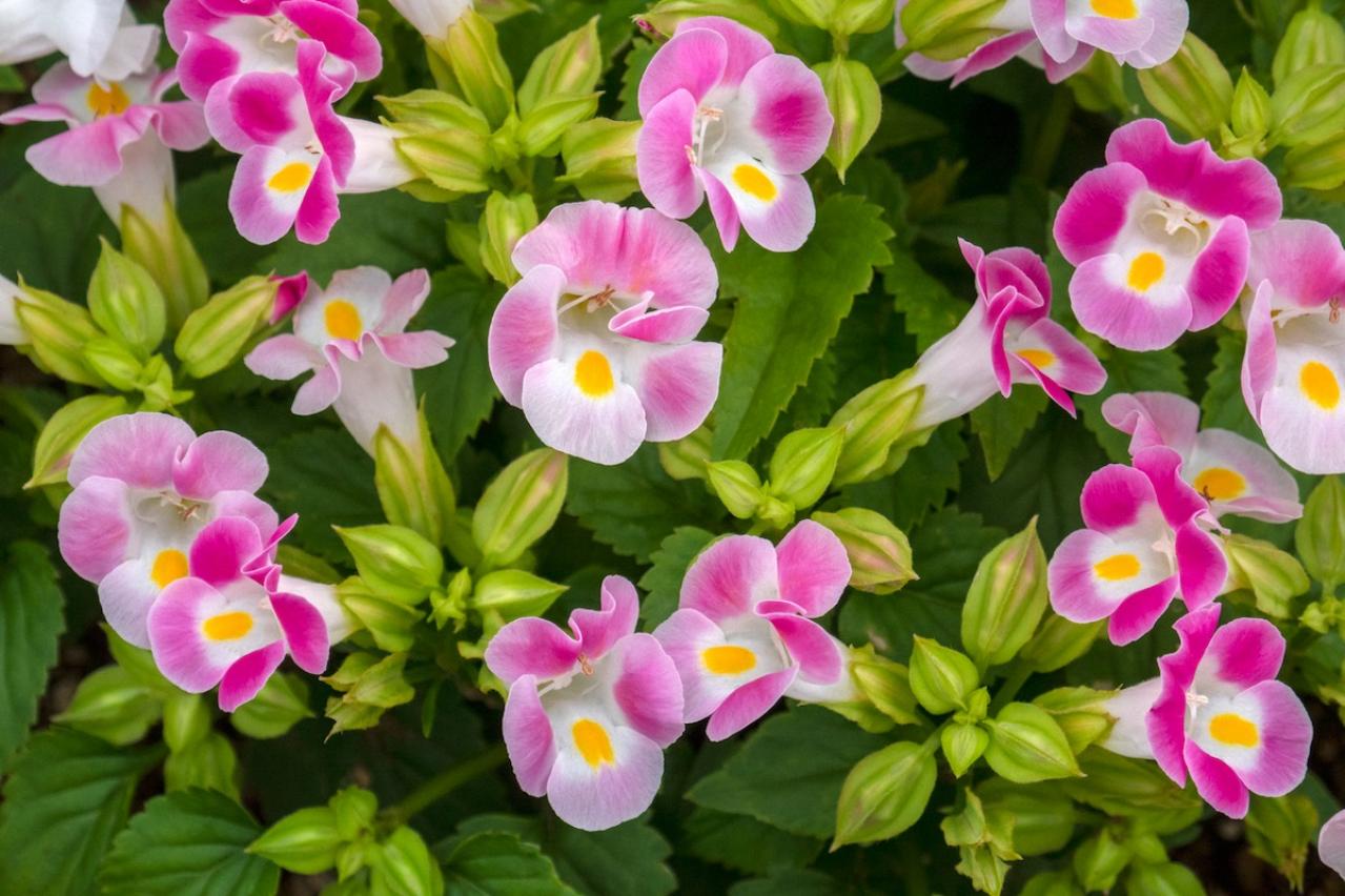 8月の誕生花と花言葉一覧【366日の誕生花と幸せの花言葉】（画像24）