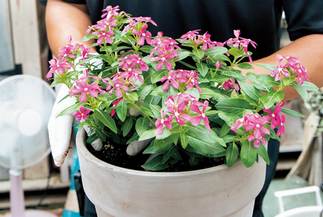 【ガーデニング】初心者でも簡単に作れる「3A」寄せ植えとは？ 夏じゅう楽しめて手入れもラク！（画像12）