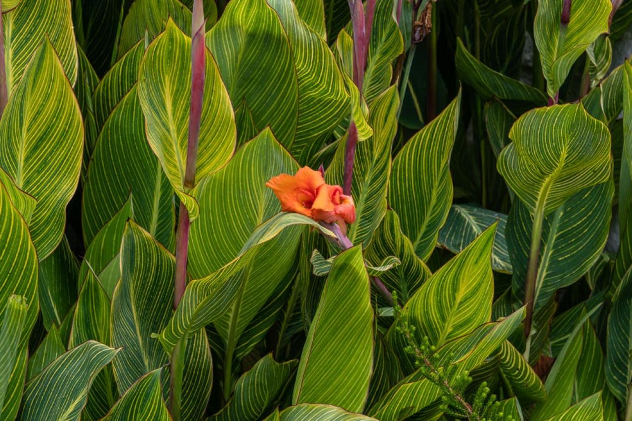 【ガーデニング】ノスタルジックな気分にひたる夏の花8選（画像9）