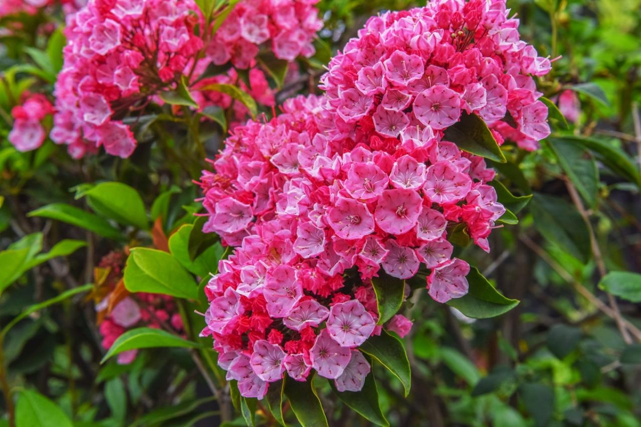 8月の誕生花と花言葉一覧【366日の誕生花と幸せの花言葉】（画像9）