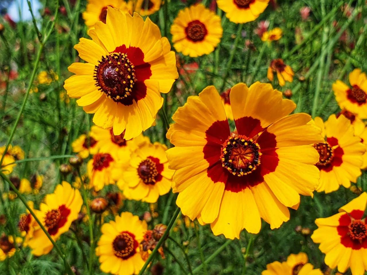 【ガーデニング】ノスタルジックな気分にひたる夏の花8選（画像7）