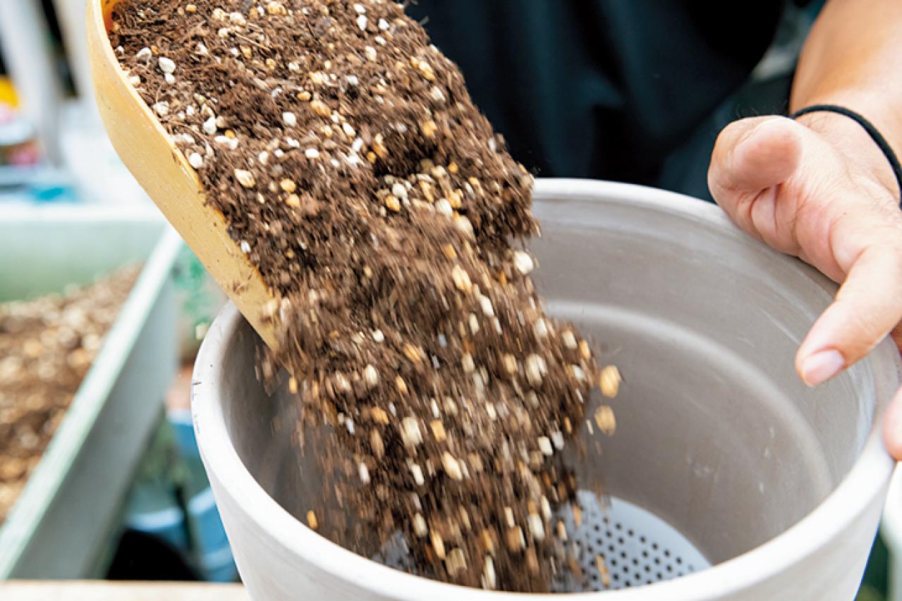 【ガーデニング】初心者でも簡単に作れる「3A」寄せ植えとは？ 夏じゅう楽しめて手入れもラク！（画像8）