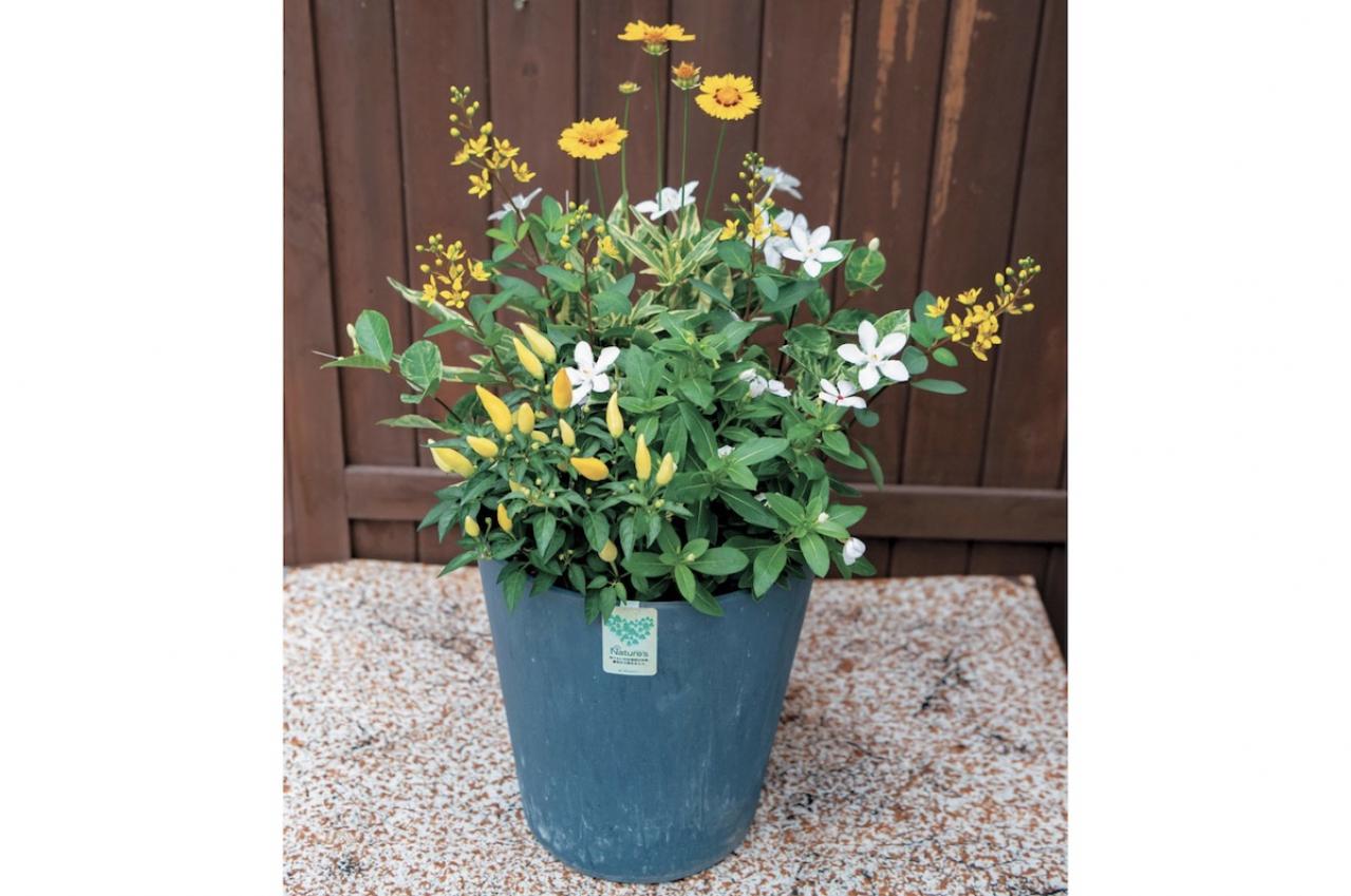 【ガーデニング】YouTubeで大人気のオニちゃん直伝！ 夏の日差しに映えるイエローの花の寄せ植え