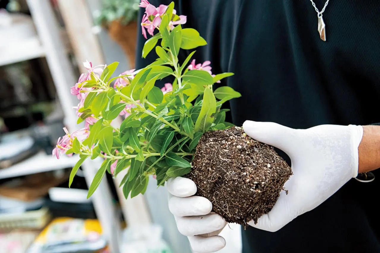 初心者でも夏じゅう楽しめる「3A」寄せ植えとは？ 1種類×3ポットで形が