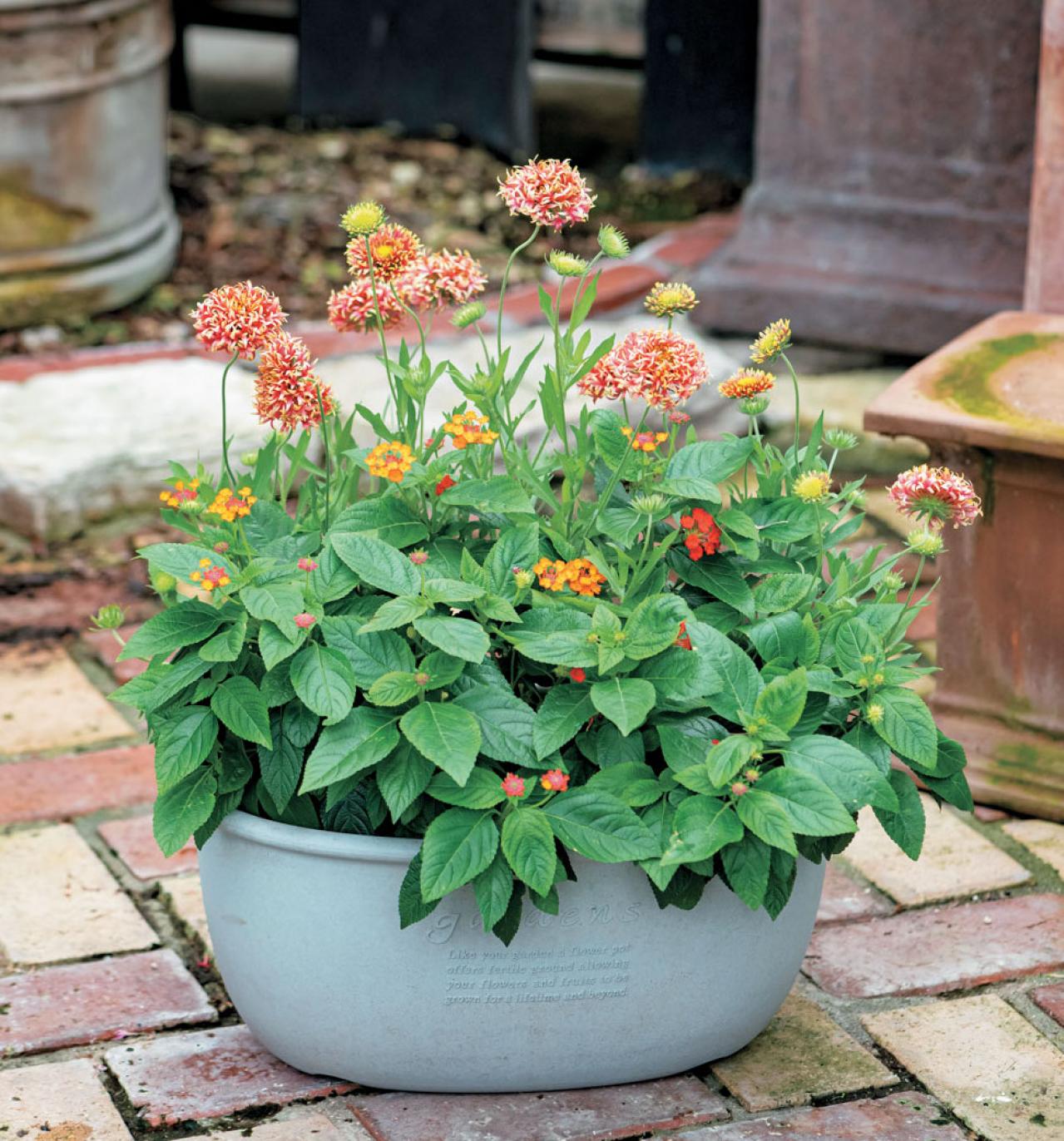 【ガーデニング】初心者でも簡単に作れる「3A」寄せ植えとは？ 夏じゅう楽しめて手入れもラク！（画像3）