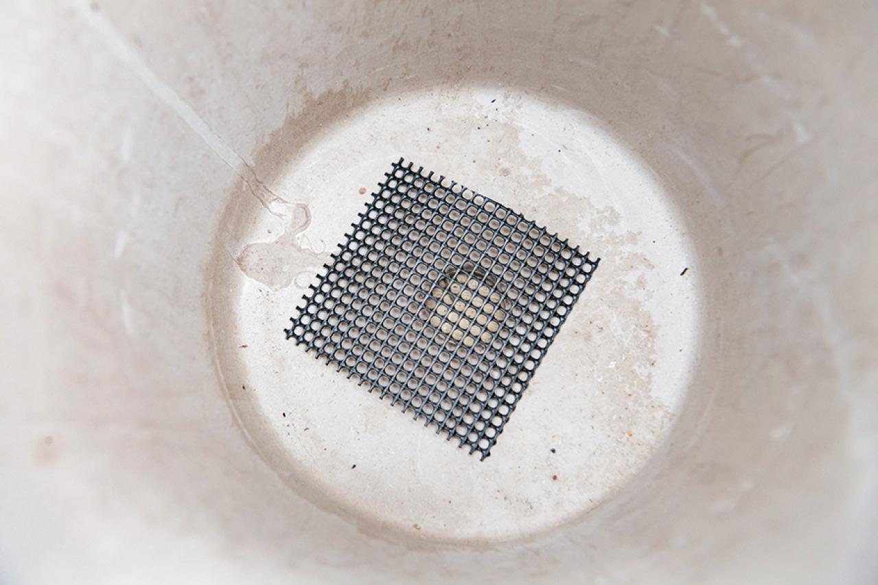 【ガーデニング】初心者でも簡単に作れる「3A」寄せ植えとは？ 夏じゅう楽しめて手入れもラク！（画像6）