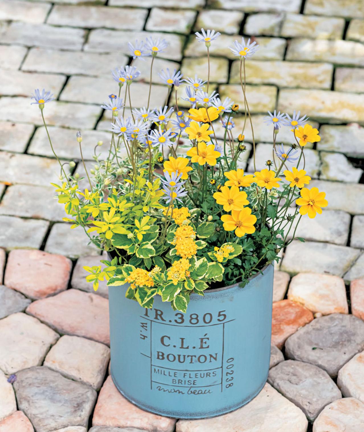 【ガーデニング】YouTubeで大人気のオニちゃん直伝！ 夏の日差しに映えるイエローの花の寄せ植え（画像3）